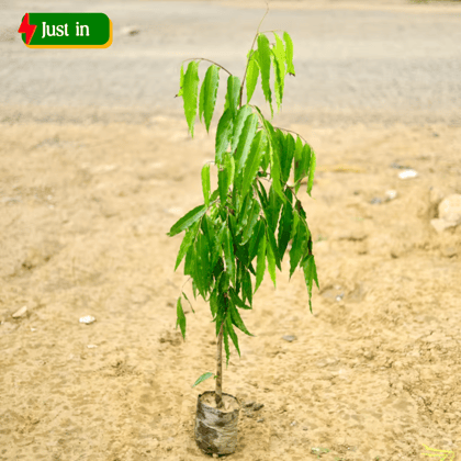 Ashoka Tree (~ 4 To 5 Ft) in 6 Inch Nursery Bag