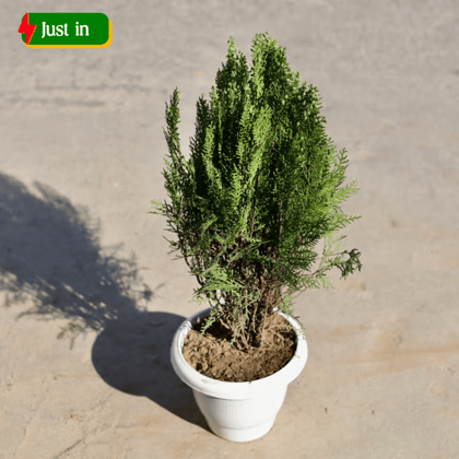 Morpankhi in 8 Inch Classy White Plastic Pot