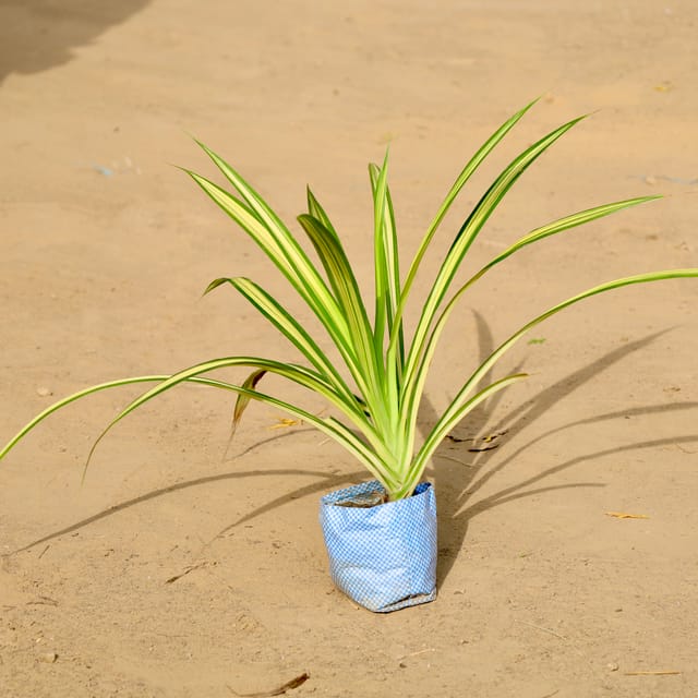 Pandanus / Screwpine in 4 inch Nursery Bag