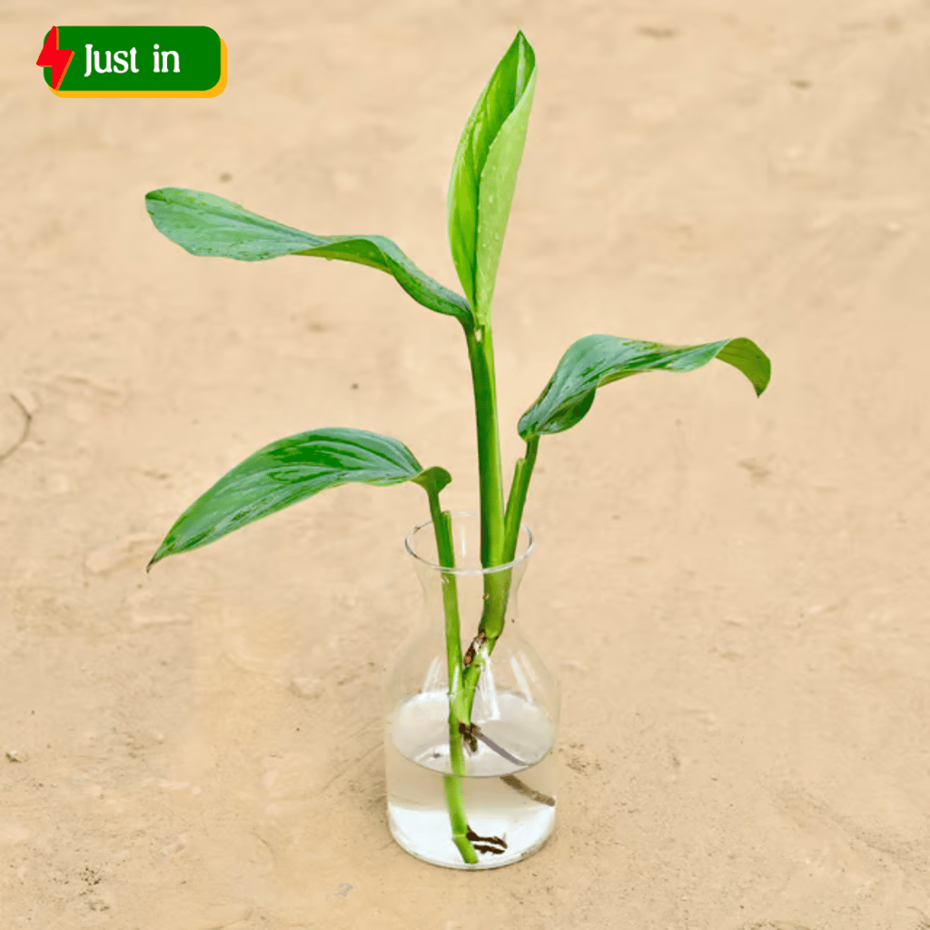 Philodendron in 6 Inch Glass Pot Philodendron in 6 Inch Glass Pot