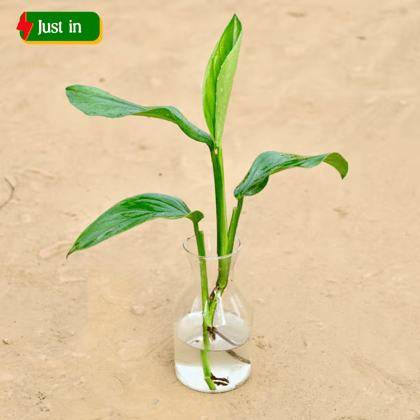 Philodendron  in 6 Inch Glass Pot