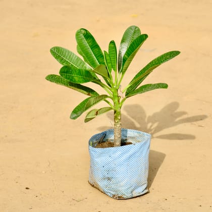 Champa / Plumeria (any colour) in 4 Inch Nursery Bag