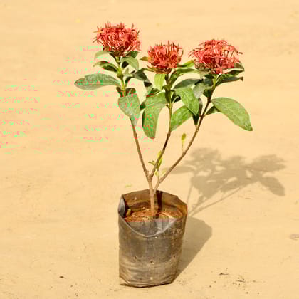 Ixora Red in 6 Inch Nursery Bag