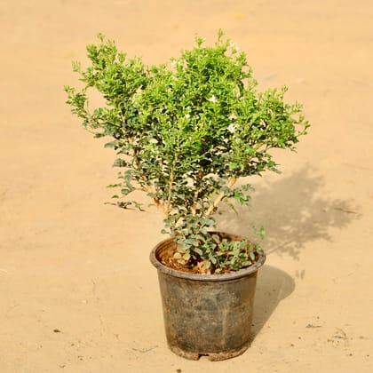 Madhu Kamini / Murraya in 8 Inch Nursery Pot