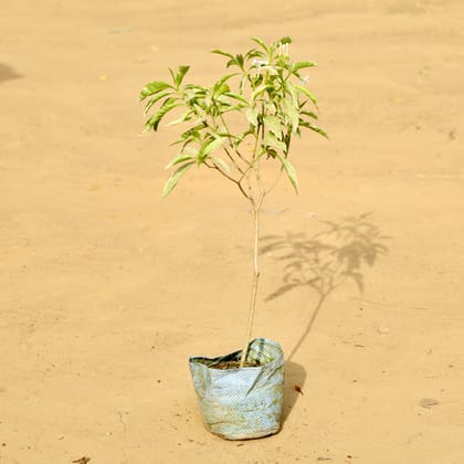 Chinese Tagar / Jasmine in 6 Inch Nursery Bag