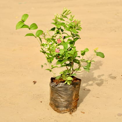 Madhumalti / Rangoon Creeper (Any Colour) in 6 Inch Nursery Bag