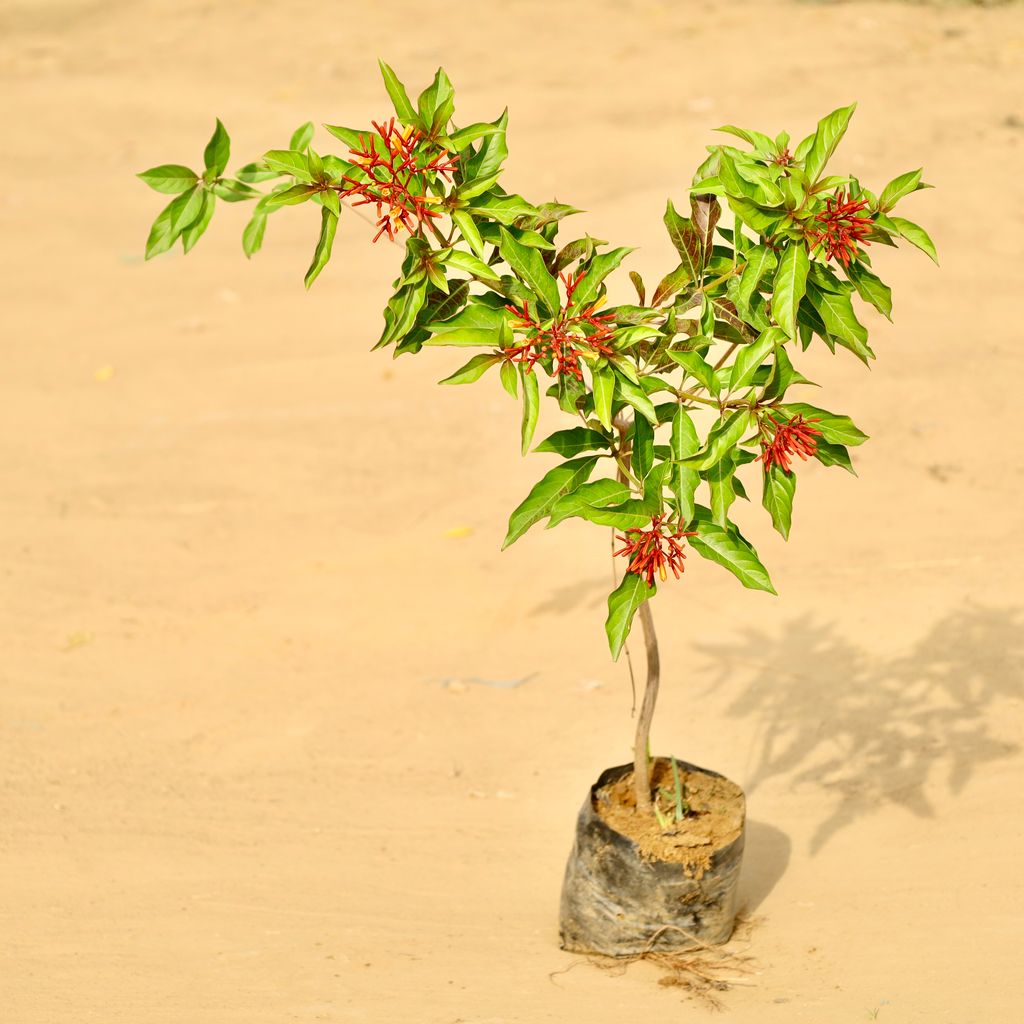 Hamelia / Firebush (~ 3.5 Ft) in 5 Inch Nursery Bag Hamelia / Firebush (~ 3.5 Ft) in 5 Inch Nursery Bag