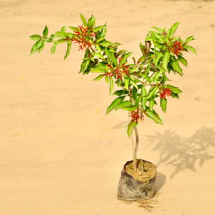 Hamelia / Firebush (~ 3.5 Ft) in 5 Inch Nursery Bag