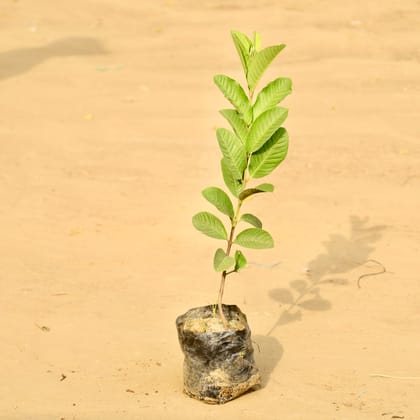 Amrood / Guava in 5 Inch Nursery bag