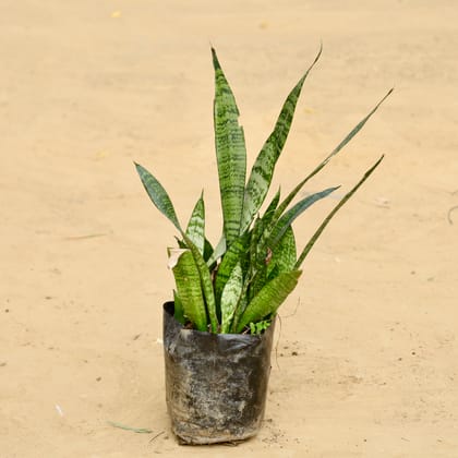 Snake Green (~ 1 Ft) in 6 Inch Nursery Bag