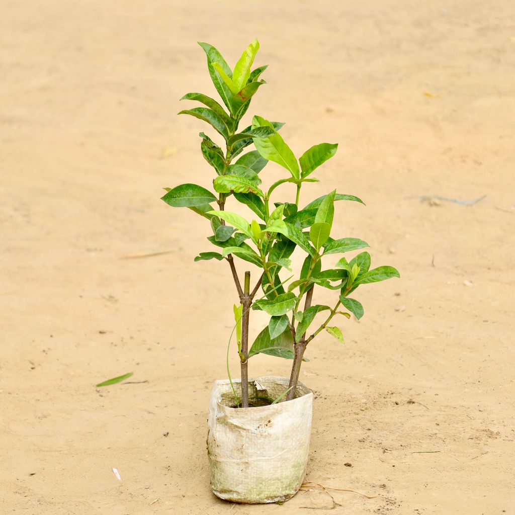Ixora (any colour) in 4 inch Nursery Bag