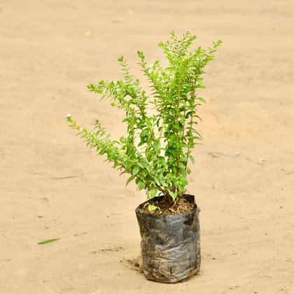 Cuphea / False Heather White in 3 Inch Nursery Bag