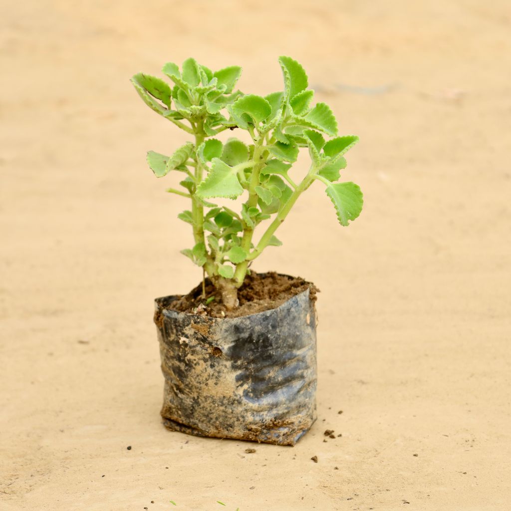 Ajwain Plant in 4 inch Nursery Bag Ajwain Plant in 4 inch Nursery Bag