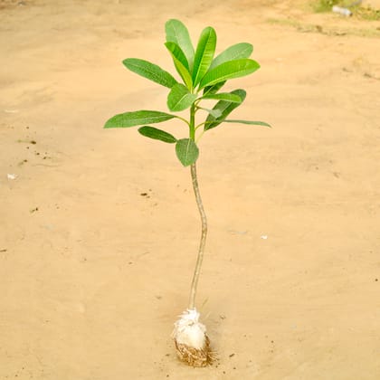 Champa / Plumeria (~2 Ft ) (any colour) in 4 Inch Nursery Bag