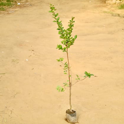 Lagerstormia / Pride of India (~ 3 Ft) in 5 inch Nursery Bag