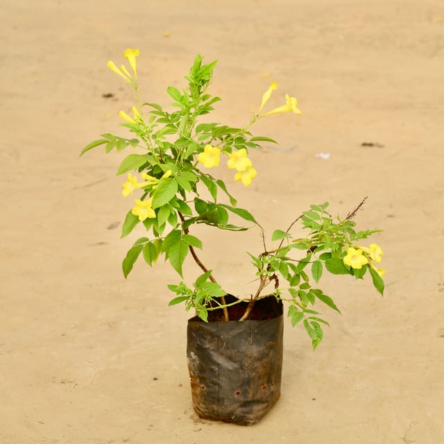 Tecoma Yellow in 6 Inch Nursery Bag