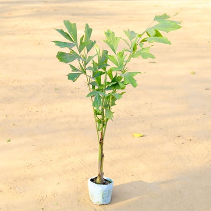 Buy Fishtail Palm in 4 Inch Nursery Bag Online | Urvann.com