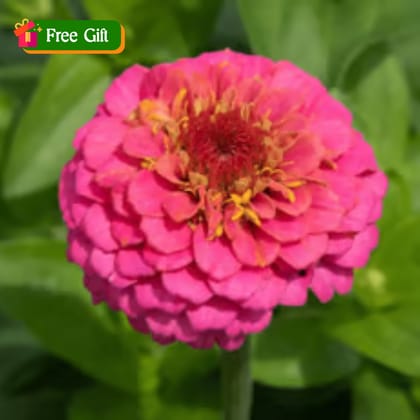 Free Gift - Zinnia Pink Seeds - Excellent Germination - Flash Sale