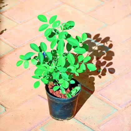 Harsingar / Parijaat (any colour) in 4 Inch Nursery Pot