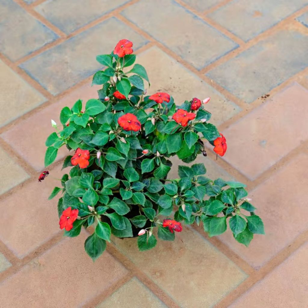 Impatients Balsamina (any colour) in 4 Inch Nursery Pot