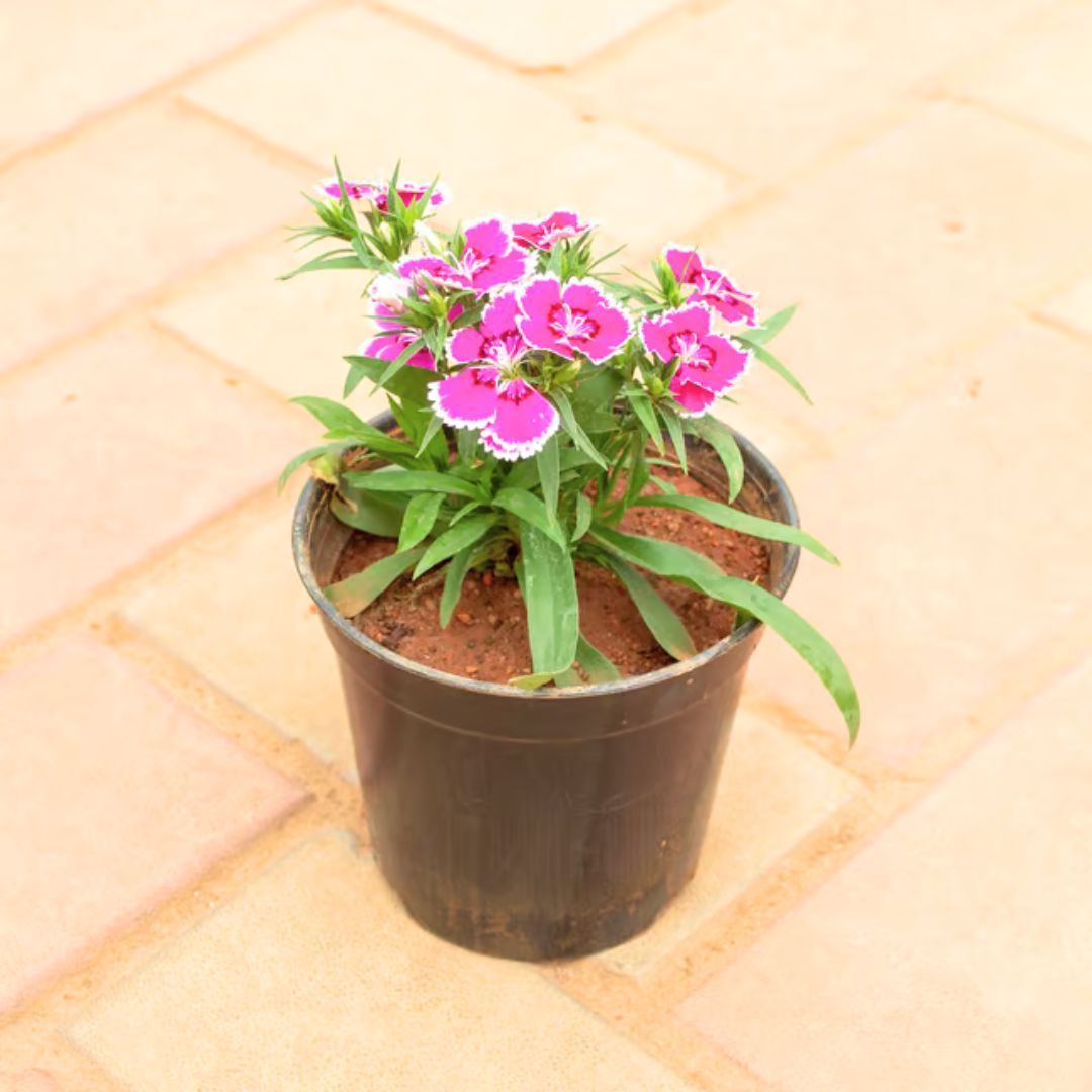 Dianthus (Any Colour) in 4 Inch Nursery Pot