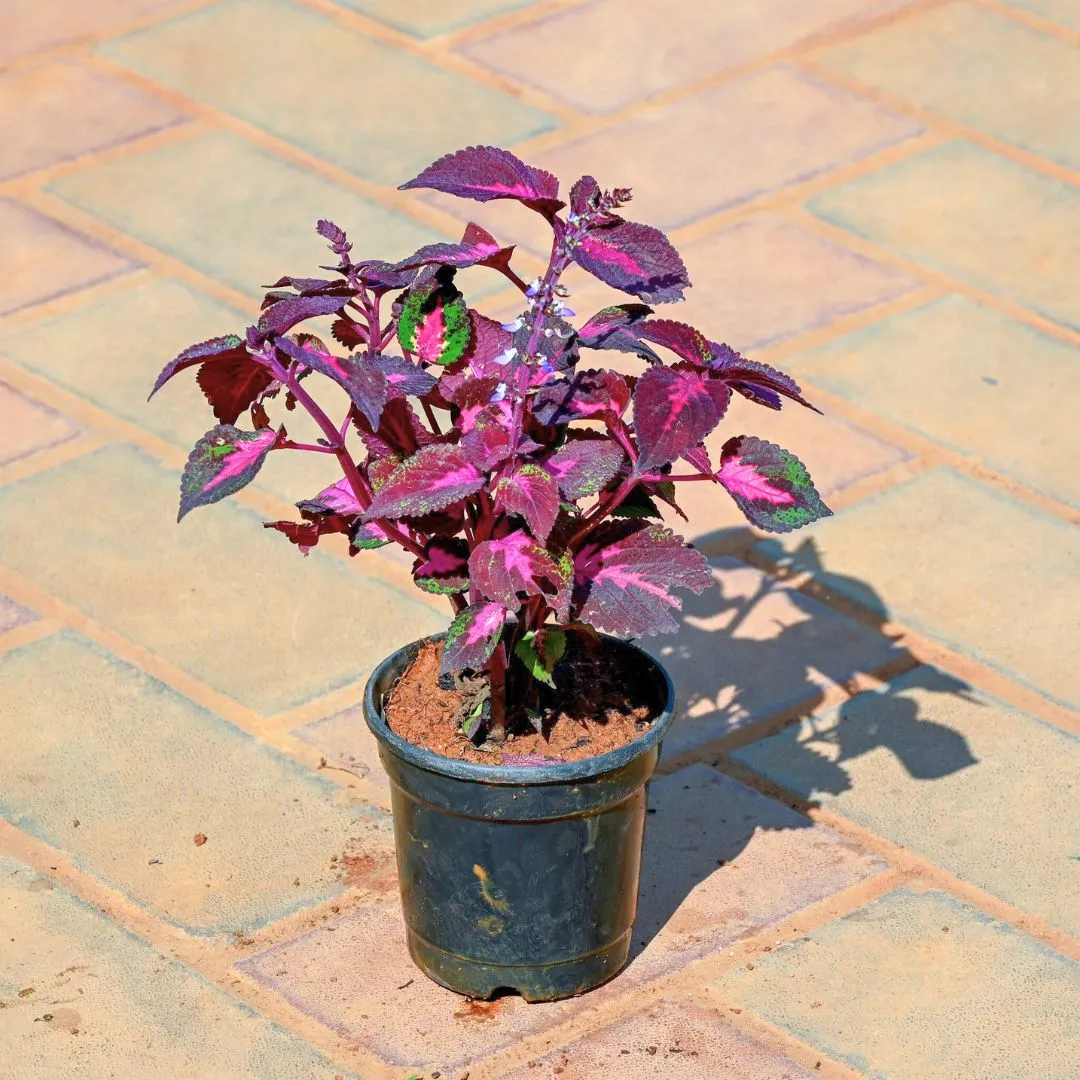 Coleus in 4 Inch Nursery Pot