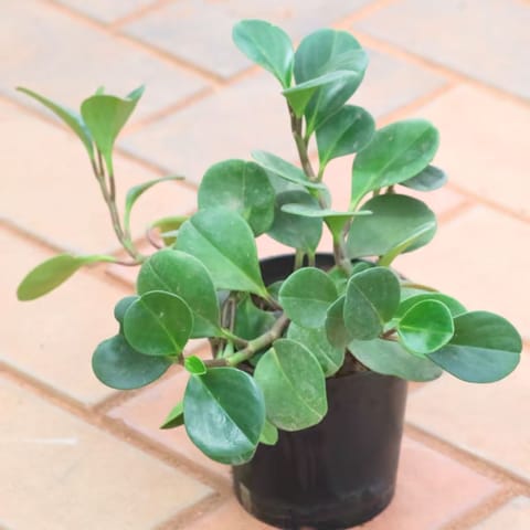 Peperomia / Radiator Plant Green in 4 Inch Nursery Pot