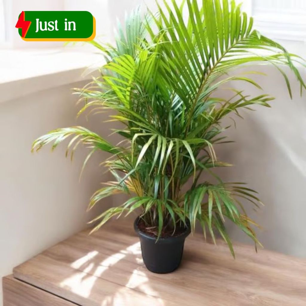 Areca Palm (~ 3 ft) in 10 Inch Nursery Pot Areca Palm (~ 3 ft) in 10 Inch Nursery Pot