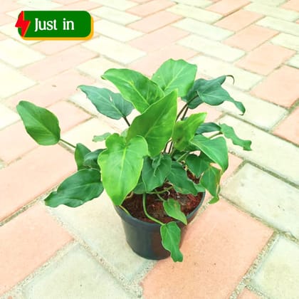 Philodendron Xanadu in 4 Inch Nursery Pot