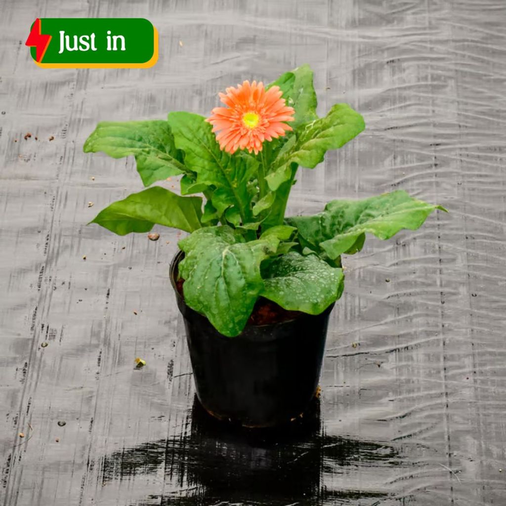 Gerbera (Any Colour) in 5 Inch Nursery Pot