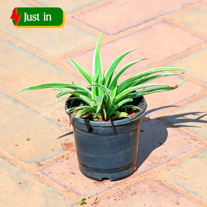 Chlorophytum Comosum / Spider Plant in 4 Inch Nursery Pot