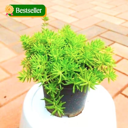 Sedum Green Succulent in 3 Inch Nursery Pot