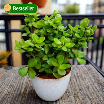 Jade in 4 Inch White Premium Orchid Round Plastic Pot