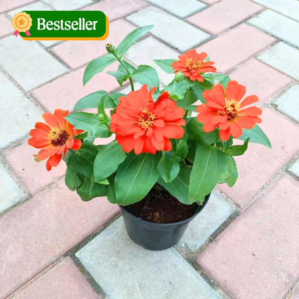 Zinnia in 5 Inch Nursery Pot (Any Colour) Zinnia in 5 Inch Nursery Pot (Any Colour)