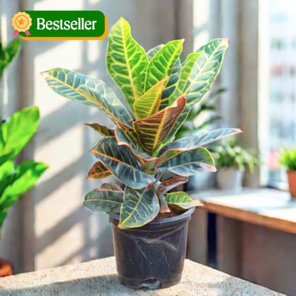 Croton Petra in 6 Inch Nursery Pot