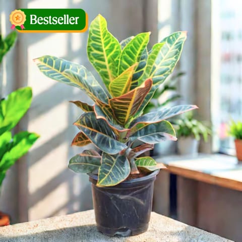 Croton Petra in 6 Inch Nursery Pot