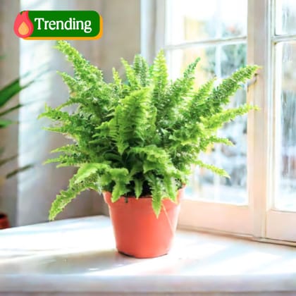 Fern Green in 6 Inch Nursery Pot