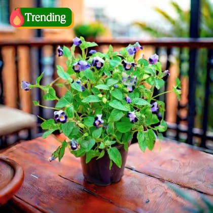 Wishbone / Torenia Blue in 4 Inch Nursery Pot