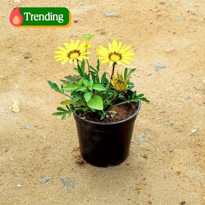 Gazania Yellow in 4 Inch Nursery Pot
