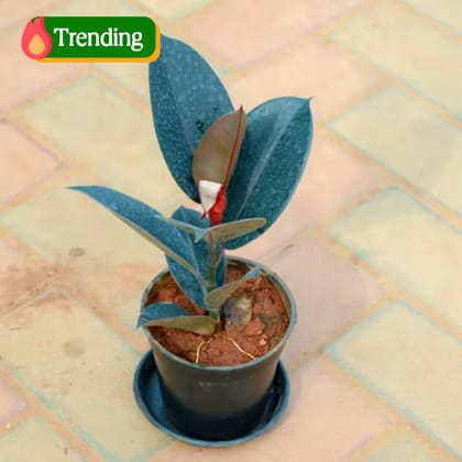Rubber Black in 5 Inch Nursery Pot With Tray