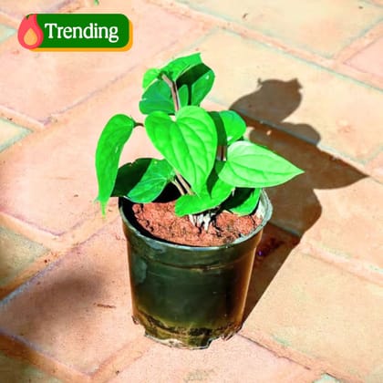 Paan / Betel Leaf in 4 Inch Nursery Pot