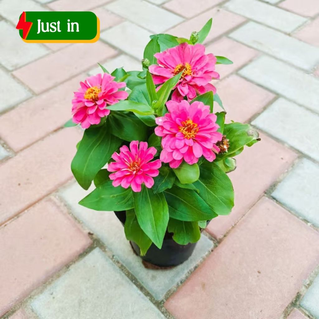 Zinnia in 5 Inch Nursery Pot (Any Colour) Zinnia in 5 Inch Nursery Pot (Any Colour)