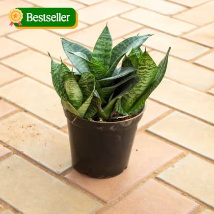 Snake Green in 5 Inch Nursery Pot