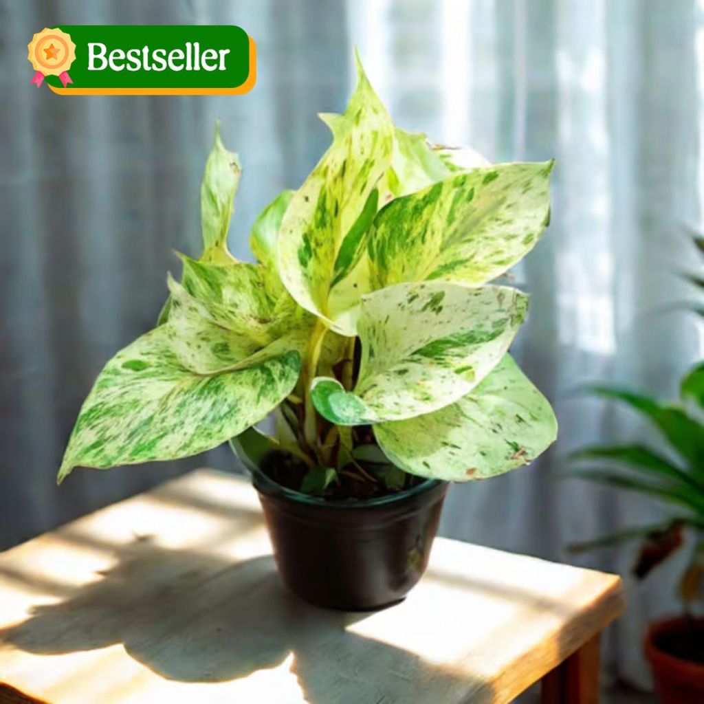 Money Plant White in 4 Inch Nursery Pot Money Plant White in 4 Inch Nursery Pot