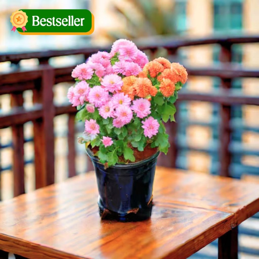 Chrysanthemum / Guldaudi (any colour) in 4 Inch Nursery Pot