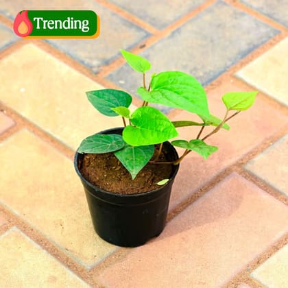 Paan Desi in 4 Inch Nursery Pot