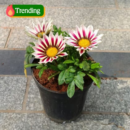 Gazania (any colour) in 4 Inch Nursery Pot