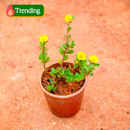 Portulaca Moss Rose Yellow in 4 Inch Nursery Pot