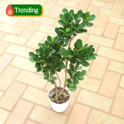 Ficus Panda in 5 Inch White Premium Sphere Plastic Pot