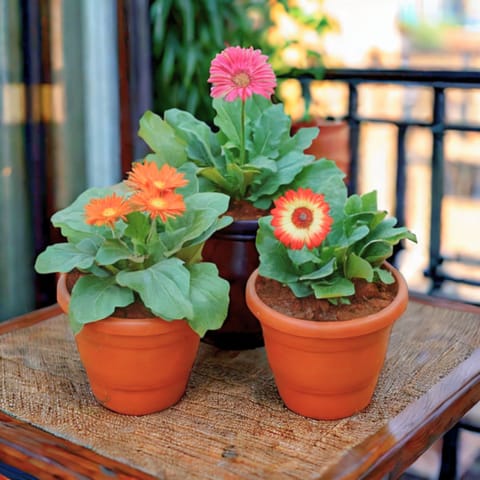 Set of 3 - Gerbera (any colour) in 7 Inch Red Classy Plastic Pot